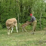 Fonteverdi